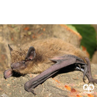 گونه خفاش لب‌ کوتاه Common Pipistrelle 